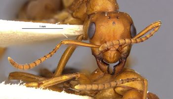 Media type: image;   Entomology 23137 Aspect: head frontal view